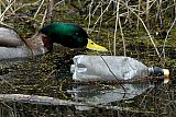 19-03-2023 Breda - De landelijke opschoondag blijft hard nodig. Er komt nog steeds plastic in de natuur. Een eend eet in de Haagse Beemden eendenkroos in een sloot waar een weggegooide plastic fles drijft. - Fotokrant