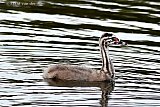 02-08-2019 Breda - Een jonge Fuut zwemt op rivier De Mark. - Fotokrant