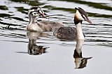 16-08-2019 Breda - Een Fuut zwemt met haar jong in een beek in de Haagse Beemden. - Fotokrant