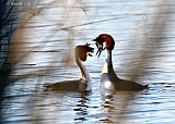 09-03-2022 Breda - Met 15 C hangt de lente in de lucht en vind er aan de rand van het riet een prachtig paringsritueel tussen Futen plaats. - Fotokrant