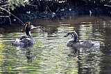 03-10-2023 Breda - Een Fuut heeft nog laat in het seizoen een jong gekregen en zwemt met het kuiken in een beek in de wijk Haagse Beemden.  - Fotokrant