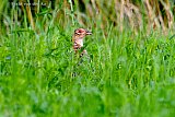03-08-2024 Breda - Een vrouwtjes fazant houd zich schuil in het hoge gras aan de rand van de Haagse Beemden.  - Fotokrant