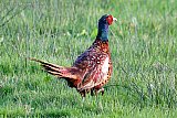 07-09-2021 Breda-  Een Fazant haan rent aan de rand van de Haagse Beemden het veld over. De vogels zijn erg schuw en op hun hoede.  - Fotokrant