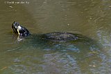 14-05-2024  Breda -  Een Geelbuikschildpad steekt z'n kop boven het water uit. In een sloot zitten er een aantal.  Met hun scherpe kaken en klauwen zijn ze niet onschuldig.  - Fotokrant