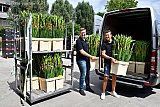 28-07-2020  Breda -Medewerkers van Boerschappen brachten de gladiolen met hun bestelbussen rond. - Fotokrant