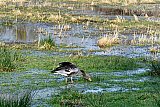 11-02-2025 Breda - De hele dag valt er regen en velden lopen opnieuw onder. Deze gans zoekt er zn voedsel.  - Fotokrant