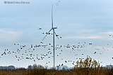 06-12-2024 Breda - Een grote klad Ganzen strijkt neer in de nabijheid van een enorme windturbine aan de rand van de stad. - Fotokrant