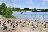 29-05-2021 Breda - Nadat nep roofvogels een aantal dagen wapperde in de wind om ganzen af te schrikken bij de Asterd, blijkt vandaag dat de ganzen niet meer onder de indruk zijn van een creatieve oplossing en gewoon het strand bezetten en genieten van het mooie weer. - Fotokrant