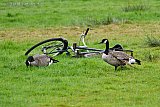 04-09-2024 Breda - Canadese ganzen bewaken al een paar dagen een fiets die is achtergebleven in een weiland na festival Duikboot. - Fotokrant
