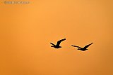 GANZEN IN ZONSONDERGANG - Fotokrant