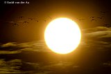 14-08-2021 Breda - Ganzen vliegen tegen zonsondergang naar hun overnachtingsplaats aan de rand van de Haagse Beemden. - Fotokrant