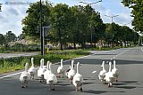 11-08-2019 Breda - Ganzen nemen de Kapittelweg in beslag en zorgde voor een file. Ze wandelde gezamelijk gevolgd door een stoet auto&rsquo;s  richting binnenstad. - Fotokrant