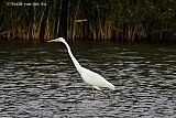 12-10-2024 Breda - Een grote Zilverreiger speurt in het ondiep water aan de rand van de Haagse Beemden naar voedsel.  - Fotokrant