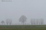 12-12-2024 Breda - Het is herfst en is de hele dag grauw en  mistig in de polder. De zon komt niet door de dikke bewolking en er staat geen zuchtje wind.  - Fotokrant