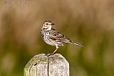 17-06-2022 Breda - Een Graspieper zit op een paal. Als een parachute viel het vogeltje uit de lucht in het gras en vloog naar de paal. De Graspieper is als broedvogel sterk achteruit gegaan en staat daarom op de rode lijst. - Fotokrant