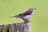 04-07-2020 Breda - Mensen die tijdens de vakantie vanwege het Coronavirus thuisblijven kunnen gaan vogelspotten. Een graspieper zit in herfstachtig weer aan de rand van De Haagse Beemden op een weidepaal. - Fotokrant