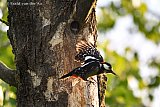 07-06-2023 Breda - In het Haagse Beemdenbos vliegt een Grote Bonte Specht naar zijn nest met jonge.  - Fotokrant