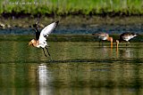 15-05-2022 Breda - Er zijn Grutto's nabij de Asterdsplas neergestreken. De weidevogels komen helemaal uit Senegal om in de  Haagse Beemden te broeden. - Fotokrant