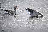 30-03-2026 Breda - Grauwe ganzen grazen onder water op ondergelopen velden.  - Fotokrant