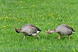 28-04-2024  Breda - Grauwe ganzen hebben ruzie in een weiland. De een jaagt de ander weg uit zijn broedgebied. - Fotokrant