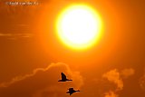 03-08-2021 Breda - Een koppeltje Grauwe Ganzen zet tegen zonsondergang de landing in om te gaan overnachten op een weiland in de Haagse Beemden. - Fotokrant