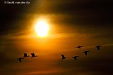 05-07-2019 Breda - Als de zon onder gaat vliegt een deel van  de Grauwe ganzen  die aan de Asterd verblijven naar hun slaapplek in de polder. - Fotokrant