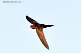 08-05-2022 Breda - Gierzwaluw tijdens een duikvlucht op jacht naar insecten aan de rand van de Haagse Beemden. De vogels halen snelheden tot 200 km per uur. - Fotokrant
