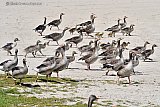 24-05-2019  Breda - Zn 300 Grauwe Ganzen in alle maten hebben bezit genomen van het strand aan de Asterdplas.  - Fotokrant