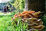 12&ndash;09-2019 Ulvenhout - Hoewel het met 22C nog zomers aanvoelt zijn de 1e tekenen van de Herfst al te zien. - Fotokrant