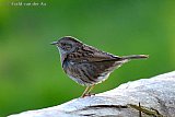 15-11-2022 Breda - Het hele jaar leeft de Heggemus in en rond heggen en struiken. Nu het blad valt  laat het vogeltje zich op andere plekken zien. - Fotokrant