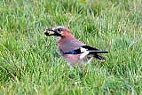 23-10-2021 Breda -  Een Hannebroek heeft in een weiland in de Haagse Beemden een eikel gevonden en eet hem op. - Fotokrant