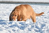 19-01-2024 Breda - Met de snuit in de sneeuw aan de Asterdplas. - Fotokrant