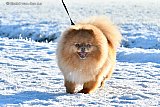 19-01-2024 Breda - Hondje Lilly genoot volop van de witte wereld. - Fotokrant