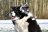 19-01-2024 Breda - Hond Bieke heeft het naar zijn zin tijdens het sneeuw vangen aan de Asterdplas. - Fotokrant
