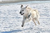 19-01-2024 Breda - Honden in de Haagse Beemden genieten volop in de verse sneeuw die er gevallen is. Hond Joep genoot volop aan de Asterdplas. - Fotokrant