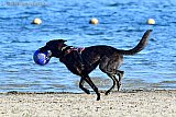 26-02-2023 Breda -Het is met 5 C koud maar zonnig weer. Heerlijk voor deze hond om te ravotten aan de Asterdplas. - Fotokrant