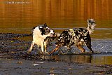 21-11-2021 Breda - Honden ravotten in het avondlicht op het strand van de Asterdplas.  Van 1 Oktober tot 1 April is de Asterdplas toegankelijk voor honden. - Fotokrant