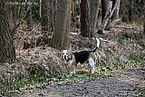 23-01-2026 Ulvenhout - Een hond loopt los in het Ulvenhoutsebos. Vanaf de zomer mag deze viervoeter met zijn soortgenoten hier niet meer komen omdat deze bij het doen van hun behoefte te veel stikstof uitstoten. - Fotokrant