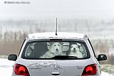 01-02-2019 Breda - Het heeft gesneeuwd en de honden moeten in de polder worden uitgelaten. - Fotokrant