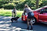 21-06-2019 Ulvenhout - Op de Chaamseweg hebben automobilisten het verkeer stilgezet en een hond gevangen die op de weg liep. - Fotokrant