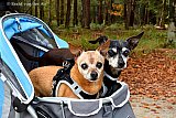 18&ndash;10-2019 Breda - De hondjes Tom & Jerry zitten in een wandelwagentje. Ze zijn in het wandelwagentje met het baasje aan het wandelen en genieten van het herfstweer. - Fotokrant