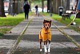 16-09-2022 Breda - Het zomerse weer is veranderd in hondenweer met wind en regen, hondje Vanjie wil niet zonder regenjas naar buiten om uitgelaten te worden aldus haar baasje die er mee op pad was. - Fotokrant