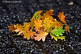 06-11-2022 Breda - Het is volop herfstweer, het is donker en regent de hele dag. Een rukwind heeft een eiken tak van een boom gerukt, deze is op de weg beland.  - Fotokrant