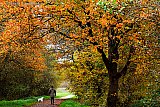 15-11-2021 Breda - Het is herfst in het Haagse Beemdenbos. Door de natte grond waar het bos op staat duurt het wat langer voordat de bladeren herfstkleuren tonen. - Fotokrant