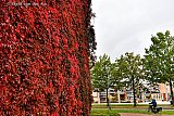 10-10-2022 Breda - Aan de ene kant is het in de wijk Haagse Beemden al herfst door deze enorme verkleurde klimop. Maar de bomen aan de andere kant zijn er nog groen. - Fotokrant