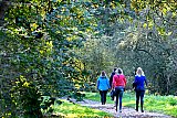 24-10-2021 Breda - Het is eind oktober en het Haagse Beemden bos is nog groen. Herfstkleuren zijn er tot verbazing van menig wandelaar nog niet te zien. - Fotokrant
