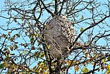19-10-2025 Breda - Het is herfst en door het vallen van het blad komen de aziatische hoornaar nesten tevoorschijn. Dit grote nest kwam tevoorschijn voor woningen  in de Haagse Beemden. En is inmiddels bestreden. - Fotokrant