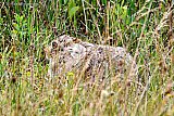 07-08-2021 Breda - Terwijl wandelaars op maar een paar meter voorbij lopen ligt in een veld in de Haagse Beemden een haas doodstil in het gras. - Fotokrant