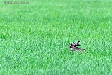 29-06-2021 Breda - Door het vochtige weer goeit het gras als kool. Een haas geniet daar volop van.  - Fotokrant