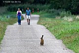 03-08-2025 Breda - Een haas kiest het hazenpad als wandelaars hem naderen. - Fotokrant